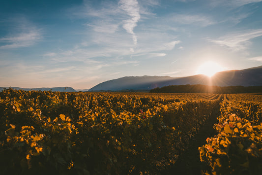 L’unicità del vino italiano